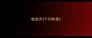 秋田犬3个月标准