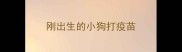 刚出生的小狗打疫苗