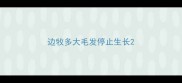 边牧多大毛发停止生长