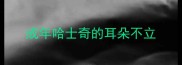 成年哈士奇的耳朵不立