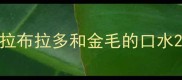 拉布拉多和金毛的口水