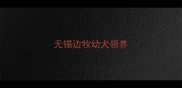 无锡边牧幼犬领养