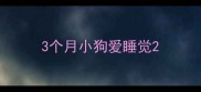 3个月小狗爱睡觉
