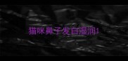 猫咪鼻子发白湿润