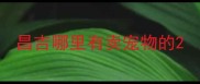昌吉哪里有卖宠物的