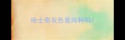 哈士奇灰色是纯种吗