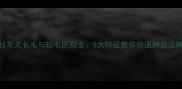 边境牧羊犬长毛与短毛区别全5大特征教你快速辨别品种真伪