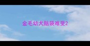 金毛幼犬脑袋难受