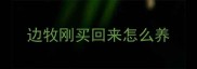 边牧刚买回来怎么养