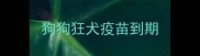 狗狗狂犬疫苗到期