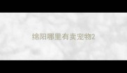 绵阳哪里有卖宠物