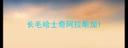 长毛哈士奇阿拉斯加