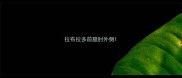 拉布拉多前腿肘外侧