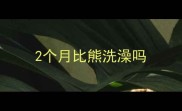 2个月比熊洗澡吗