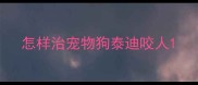 怎样治宠物狗泰迪咬人