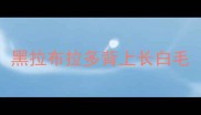黑拉布拉多背上长白毛