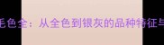 拉布拉多毛色全从全色到银灰的品种特征与养护指南