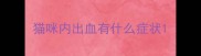 猫咪内出血有什么症状