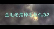 金毛老是掉毛怎么办