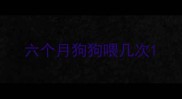 六个月狗狗喂几次