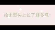 哈士奇头上长了好多豆