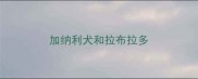 加纳利犬和拉布拉多
