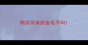 刚买回来的金毛不叫