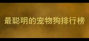 最聪明的宠物狗排行榜