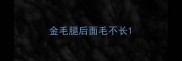 金毛腿后面毛不长