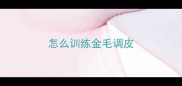 怎么训练金毛调皮