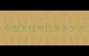 中型犬拉布拉多多少元