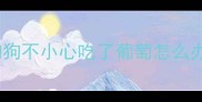 狗狗不小心吃了葡萄怎么办