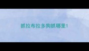 抓拉布拉多狗抓哪里