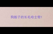狗贩子的长毛哈士奇