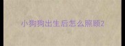 小狗狗出生后怎么照顾