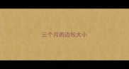 三个月的边牧大小