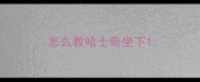 怎么教哈士奇坐下