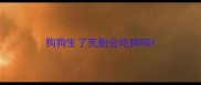 狗狗生了死胎会吃掉吗