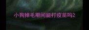 小狗掉毛期间能打疫苗吗
