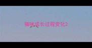 猫咪成长过程变化