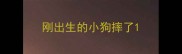 刚出生的小狗摔了