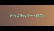 边牧犬多久打一次疫苗