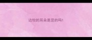 边牧的耳朵是竖的吗