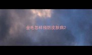 金毛怎样预防皮肤病