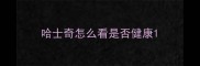 哈士奇怎么看是否健康