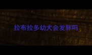 拉布拉多幼犬会发胖吗