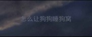 怎么让狗狗睡狗窝