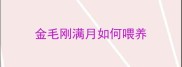 金毛刚满月如何喂养