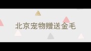 北京宠物赠送金毛
