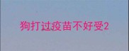 狗打过疫苗不好受